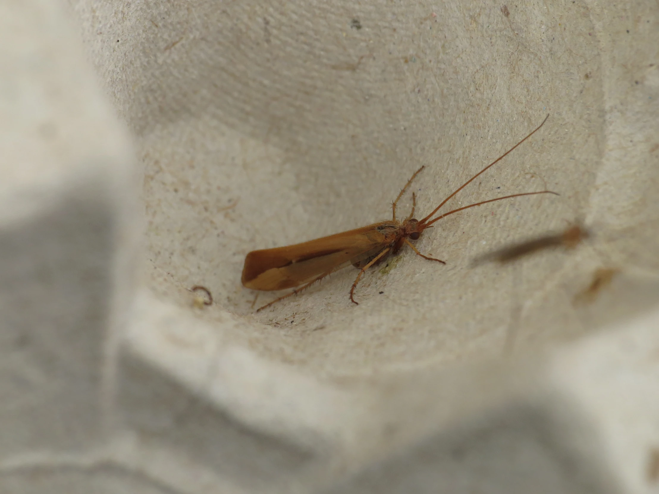 the brown insect is on a piece of white material