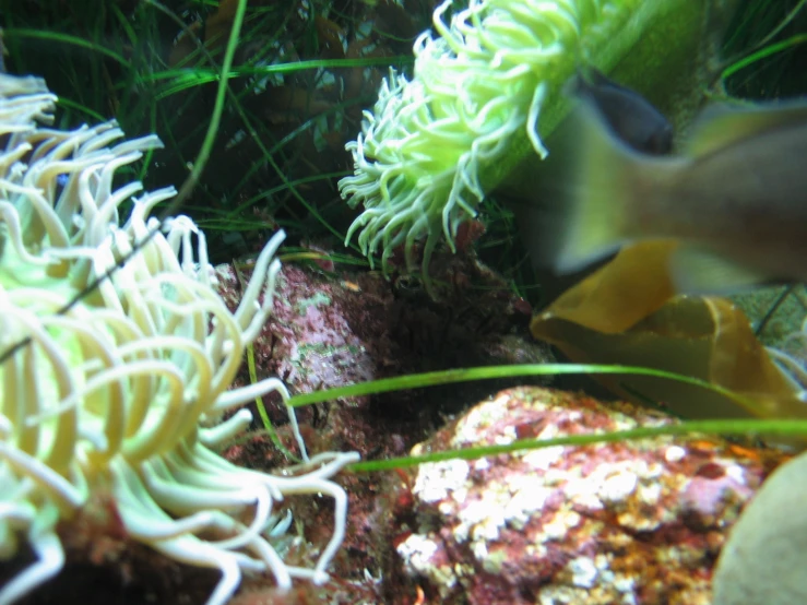 some fish are swimming over some plants and corals