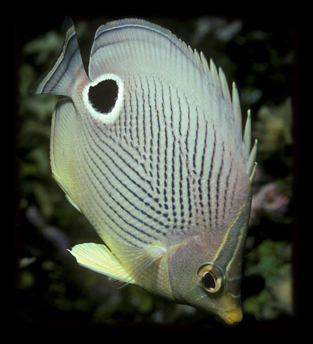 this is an image of a close - up of an adult discus fish