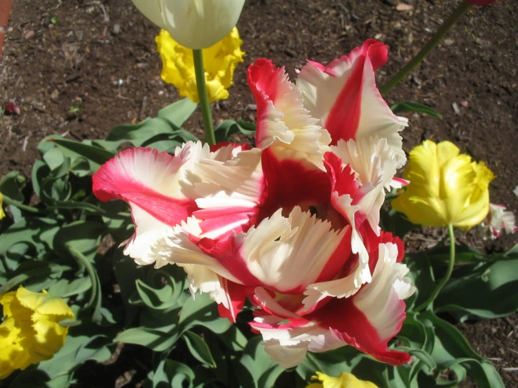 some flowers that are growing near the ground