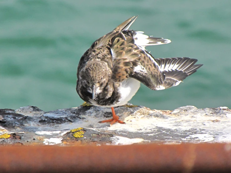 a small bird standing on a ledge near the water