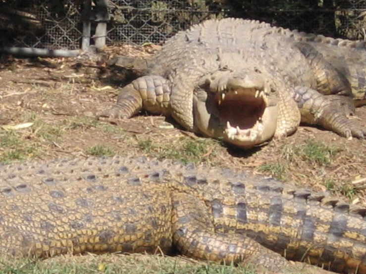 there is an alligator laying down on the grass