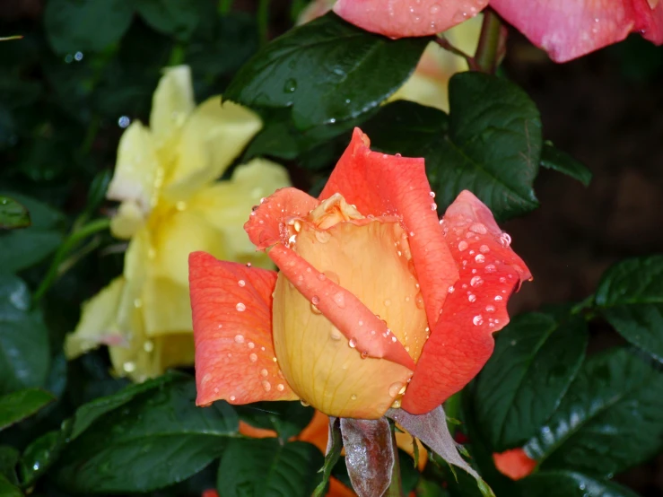 the orange flower has water droplets on it