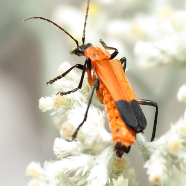 a bug sitting on the white flowers of some sort