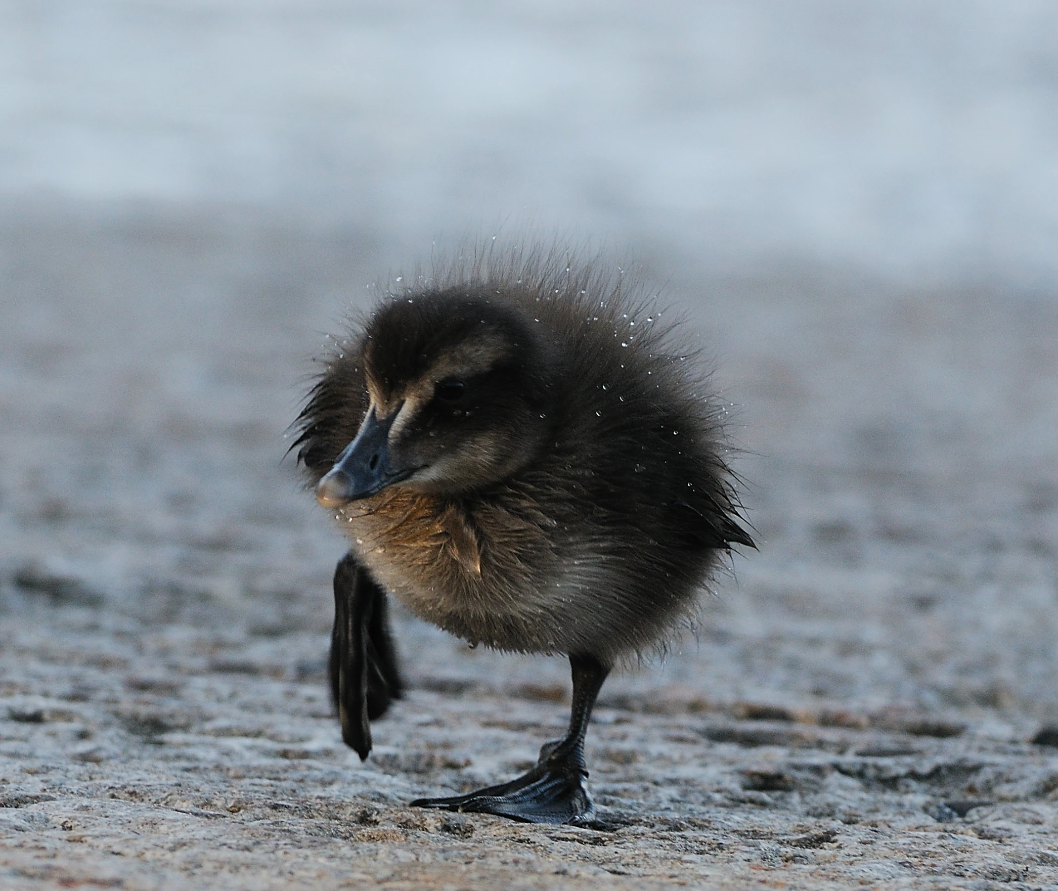 the little bird is on the beach in the sand