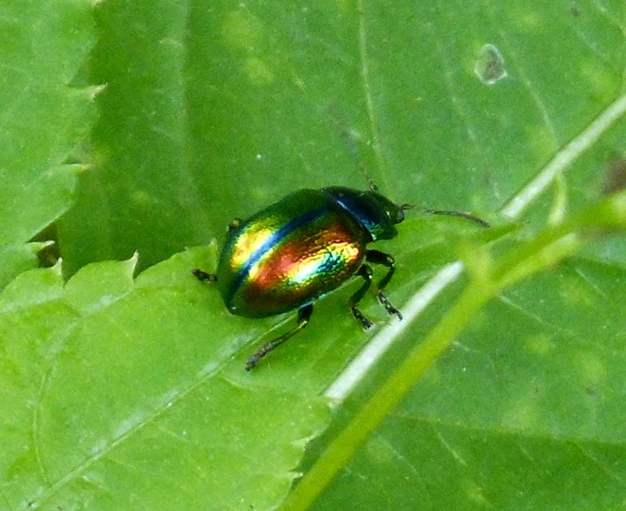 the rainbow beetle is sitting on a green leaf