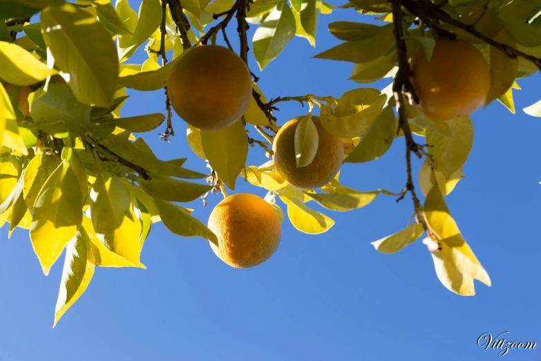 yellow fruit hanging from a tree with sky in the background