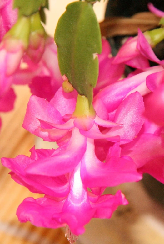 a plant with pink flowers is growing indoors