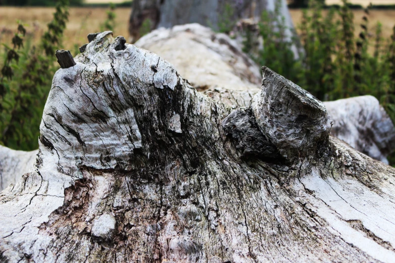 old rotten wood on the edge of an evergreen forest