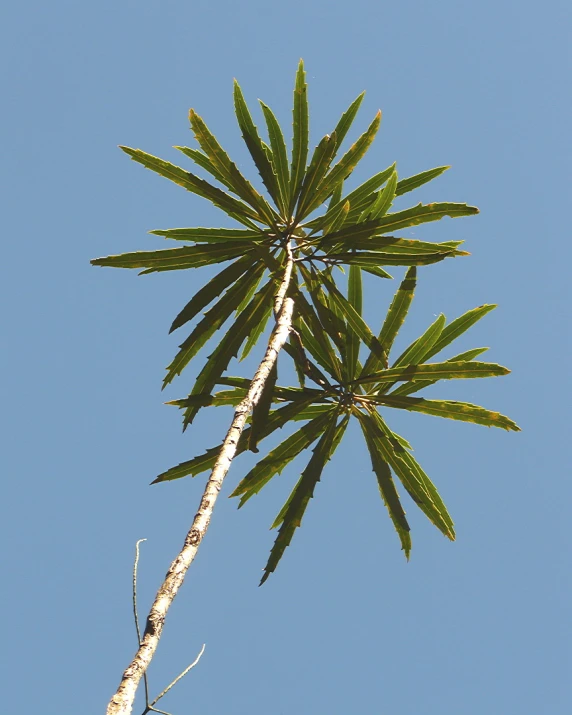 looking up at the top of an upturned palm tree