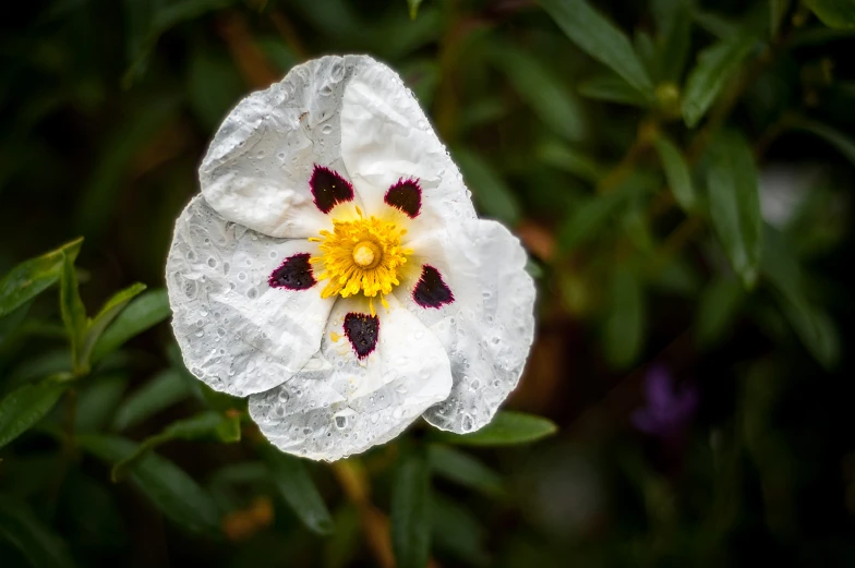 a flower with water drops on it and green leaves