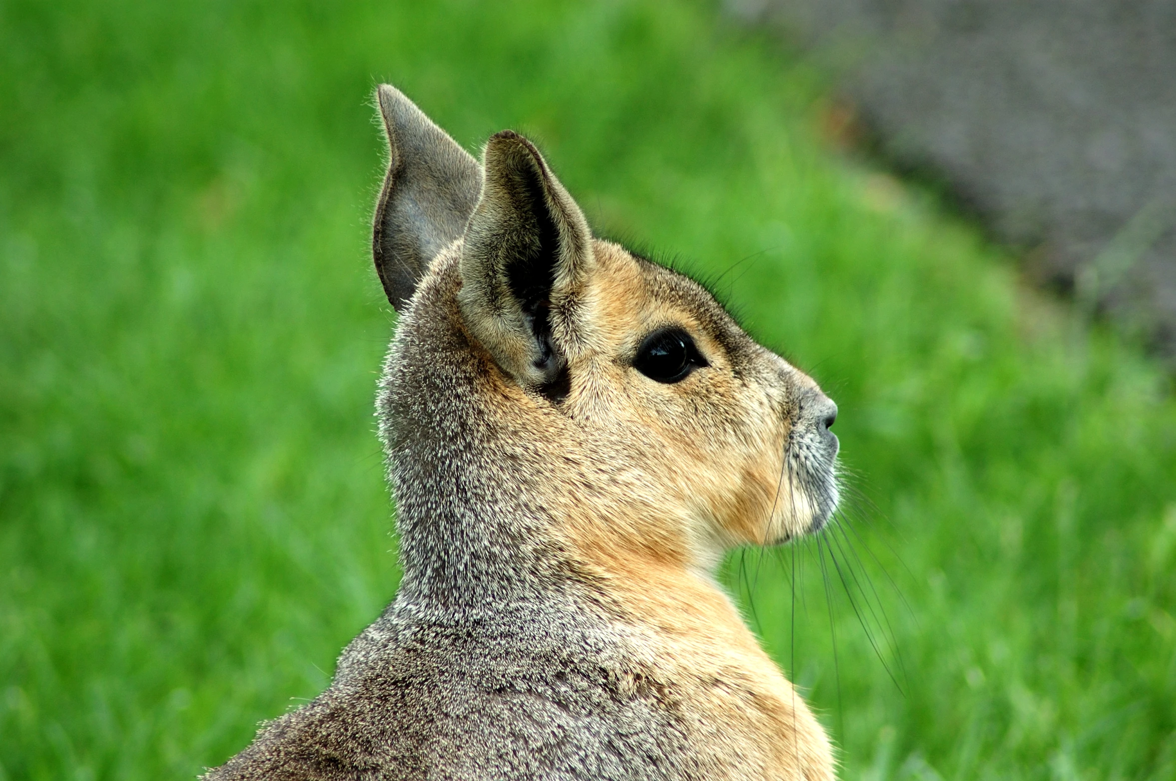 the back of a rabbit with grass and rocks in the background