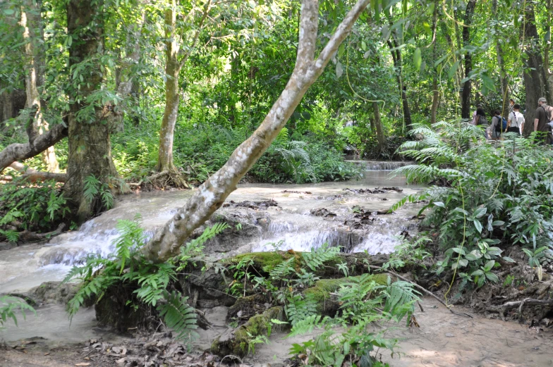 a man rides a horse near a creek with trees and bushes