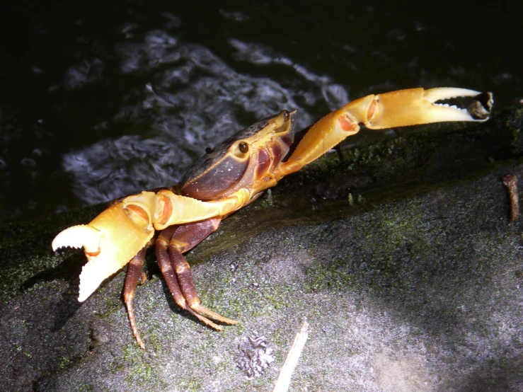 a large, yellow crab is walking along the water