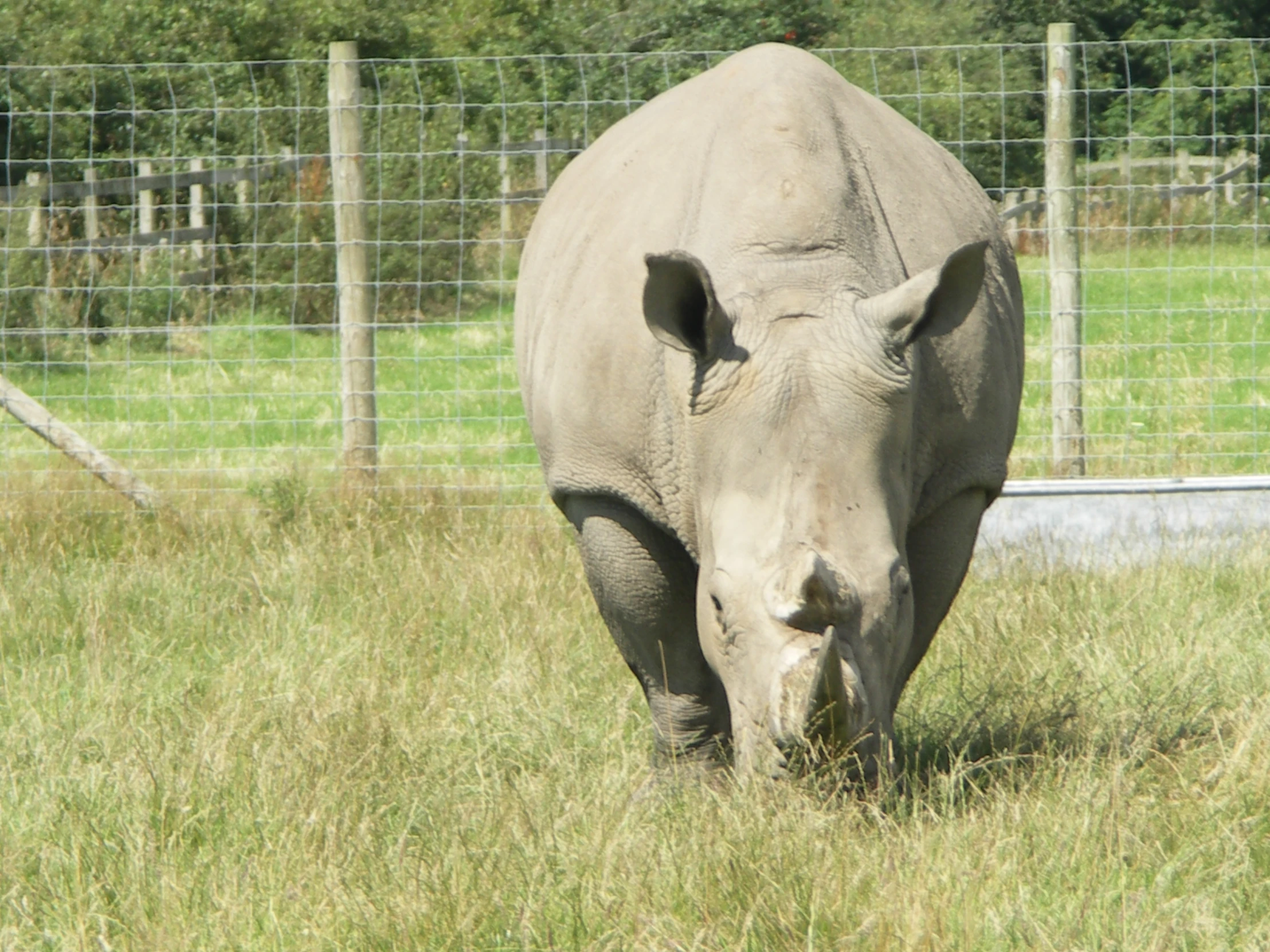 the rhinoceros are eating grass in their enclosure