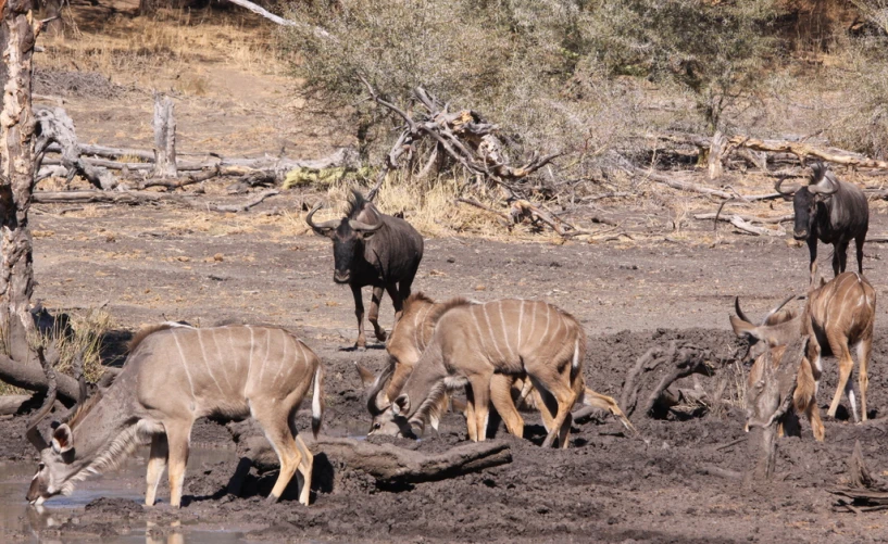 a herd of wildebeest drinking water from a river