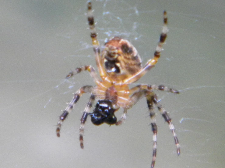 a yellow and black spider is eating a piece of fruit