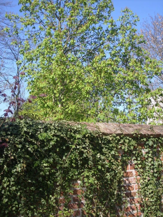 there is a green bush that is growing by a brick wall