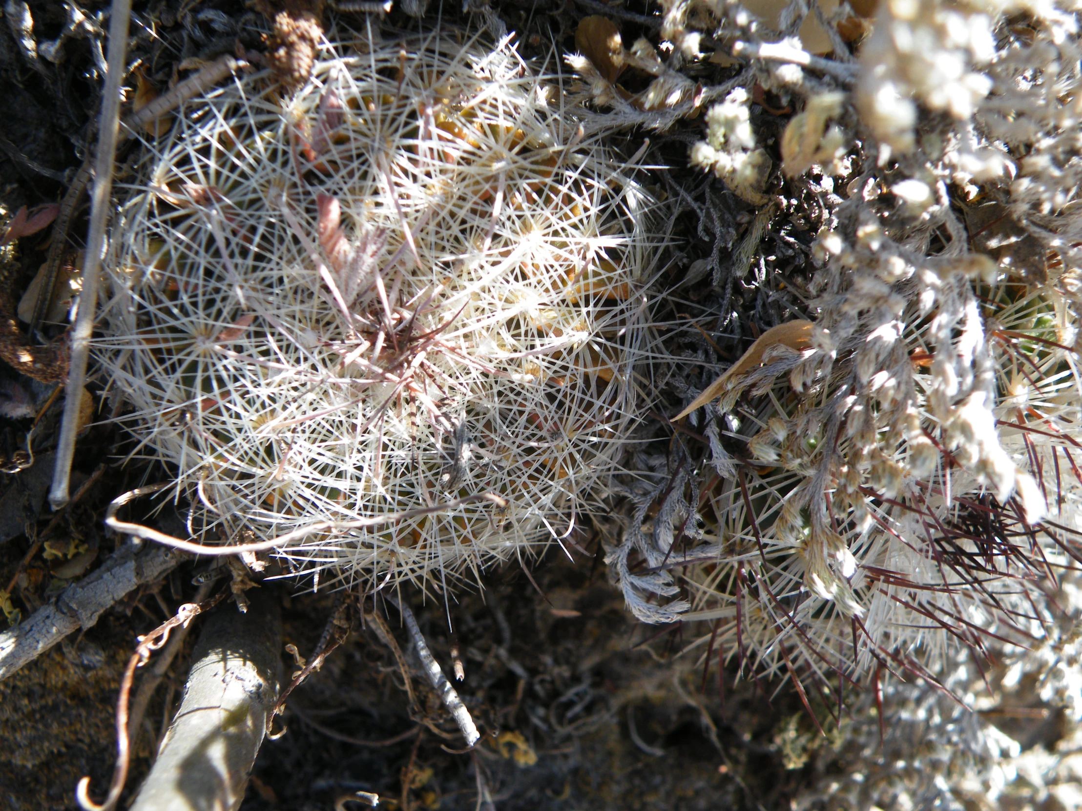 a cactus is covered with long thin needles