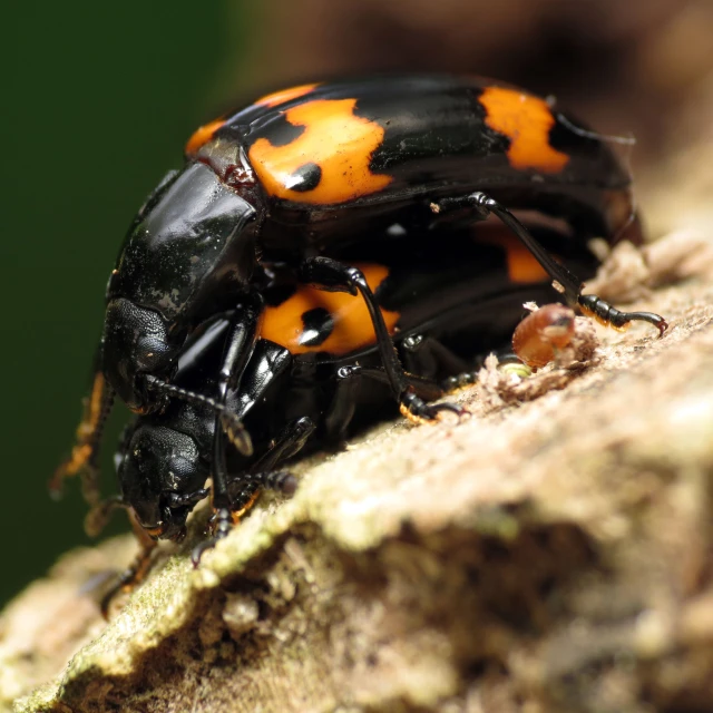 two black and orange bugs sitting on top of a rock