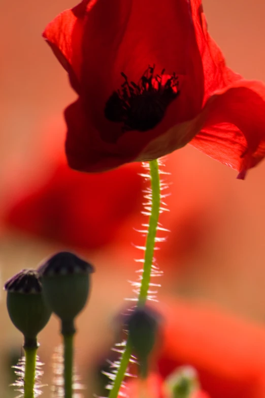 the red flowers in front of red stems are near each other