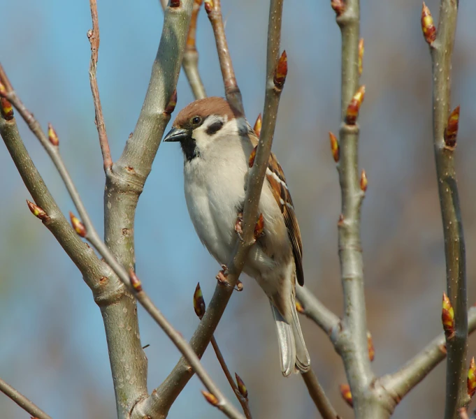 a bird sitting on a nch with some buds