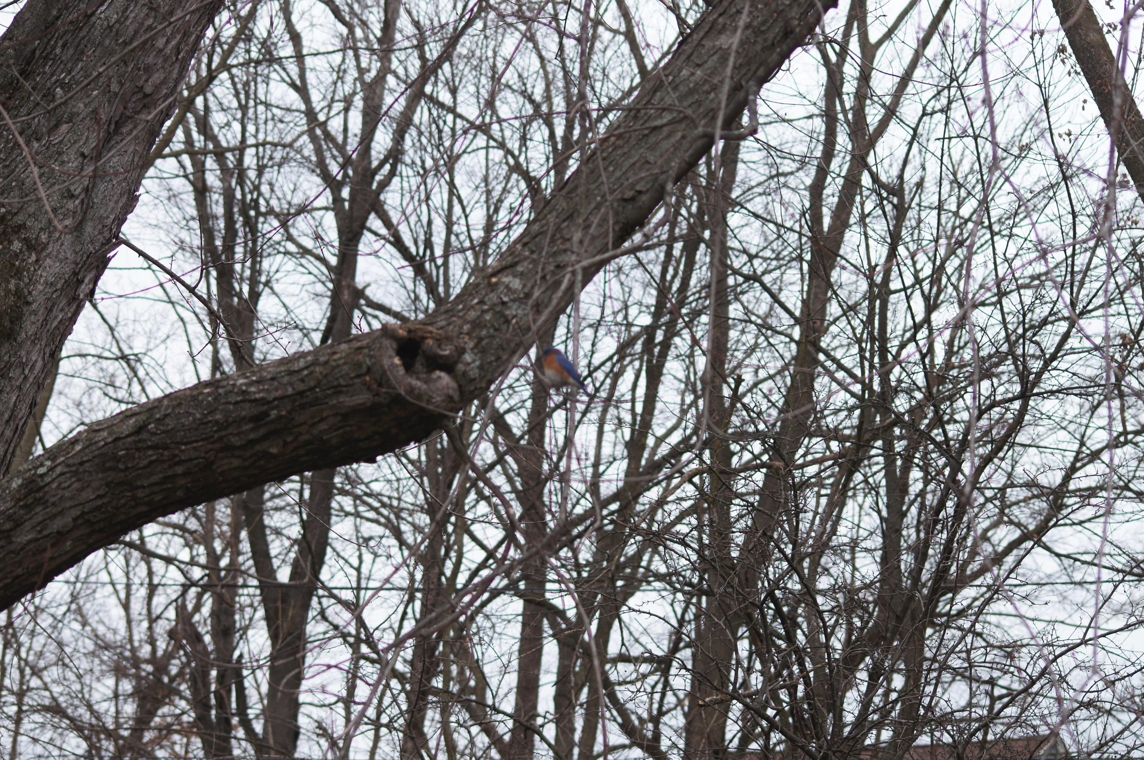 a bird sits on the tree nch while it's on a cloudy day