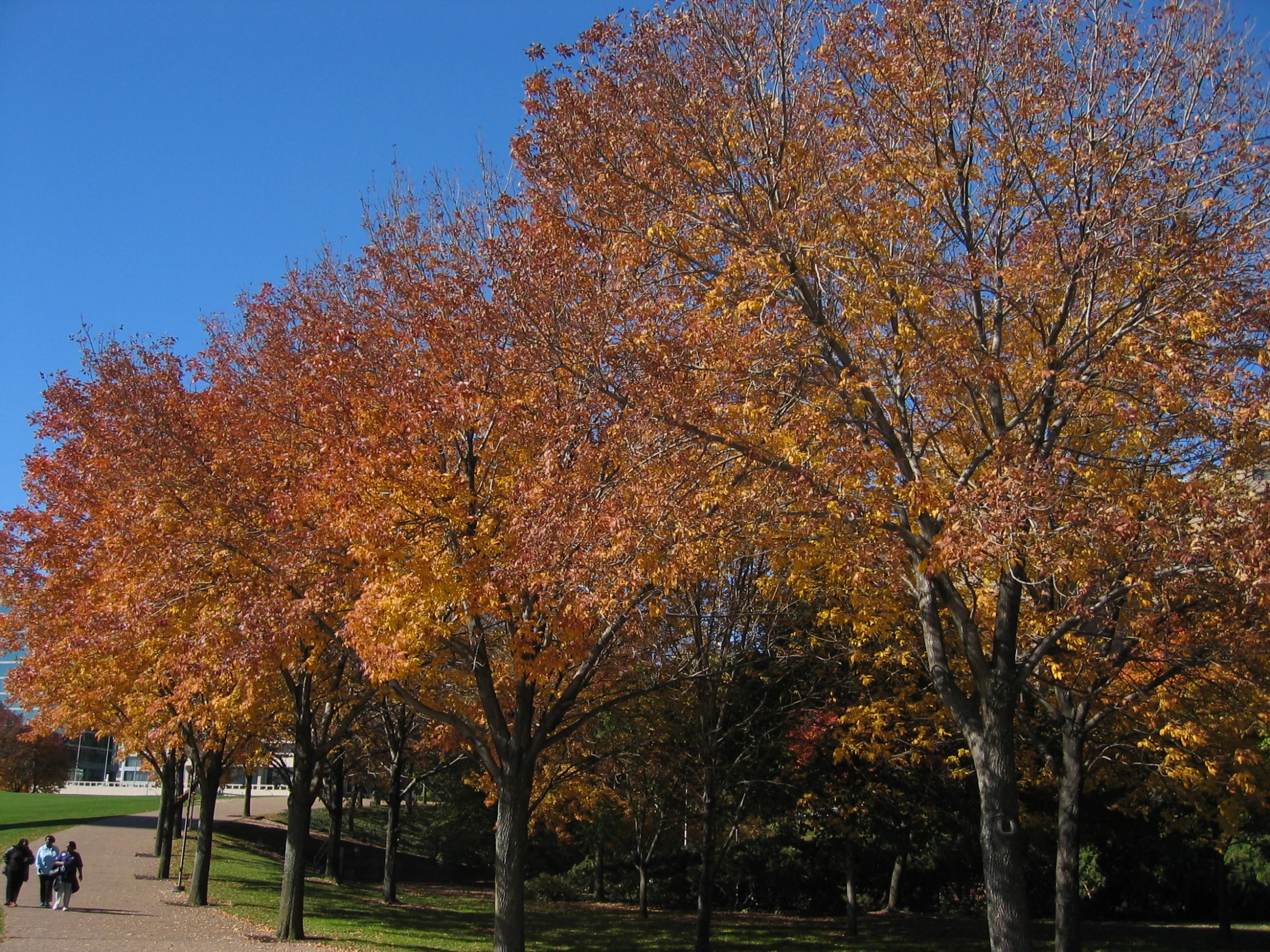 people walking through a grassy park lined with colorful trees