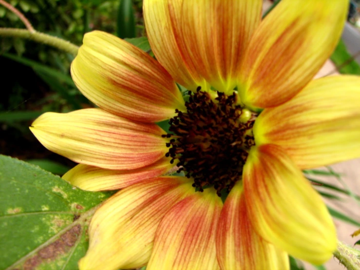 a large yellow and red flower with leaves in the background