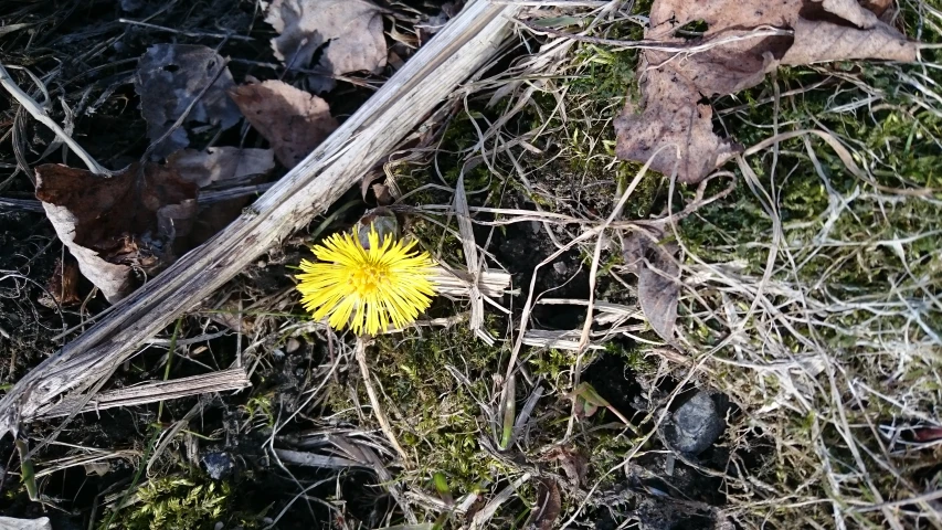 a yellow flower is lying on some grass