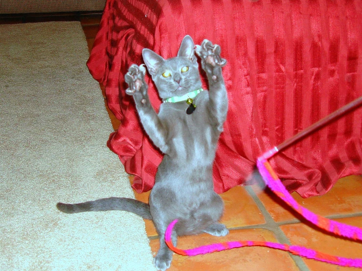 a gray cat reaching high up to grab a string with its paws