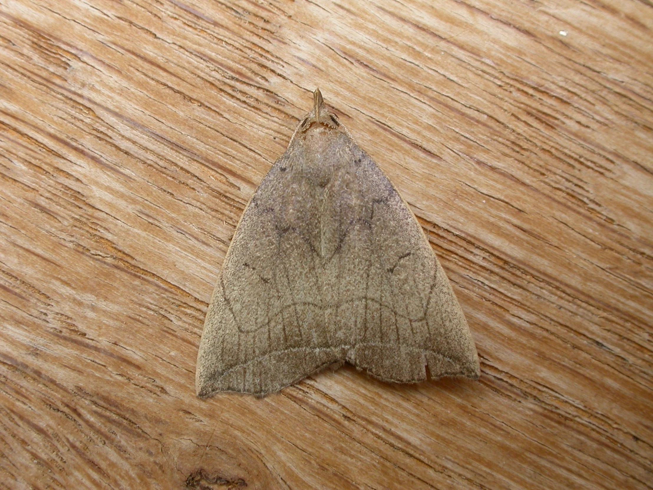 small brown moth sitting on a wood surface