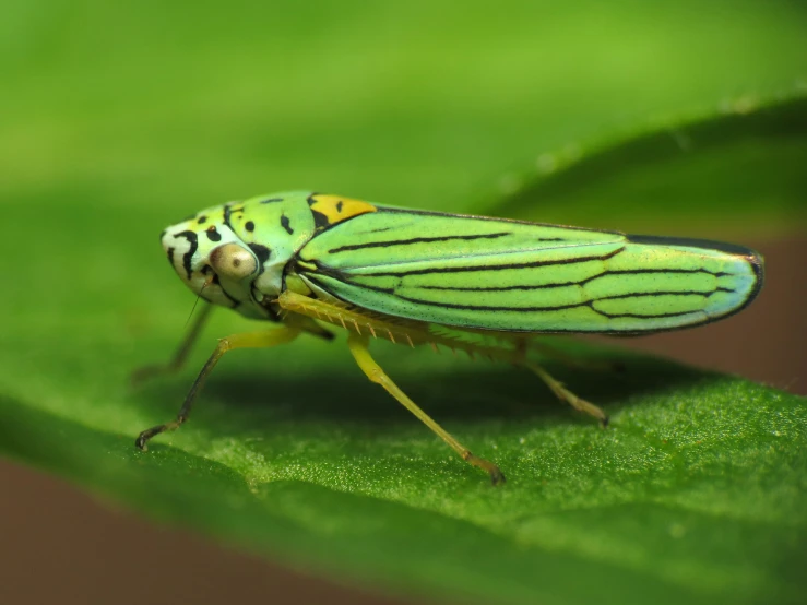 a bug that is sitting on a leaf