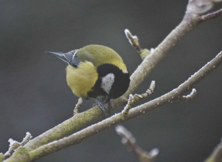 a black, yellow and white bird sitting on top of a nch