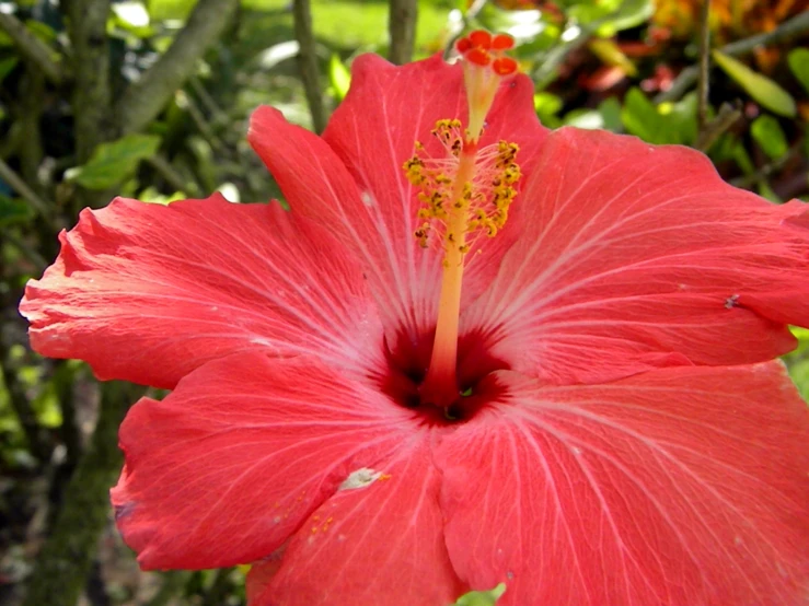 a big red flower with a lot of flowers on it