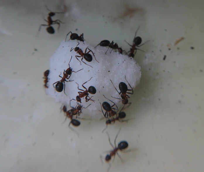 a group of ants sprouting in their natural habitat