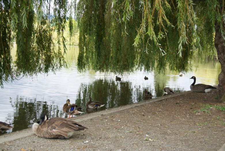 the ducks are sitting under the willow trees