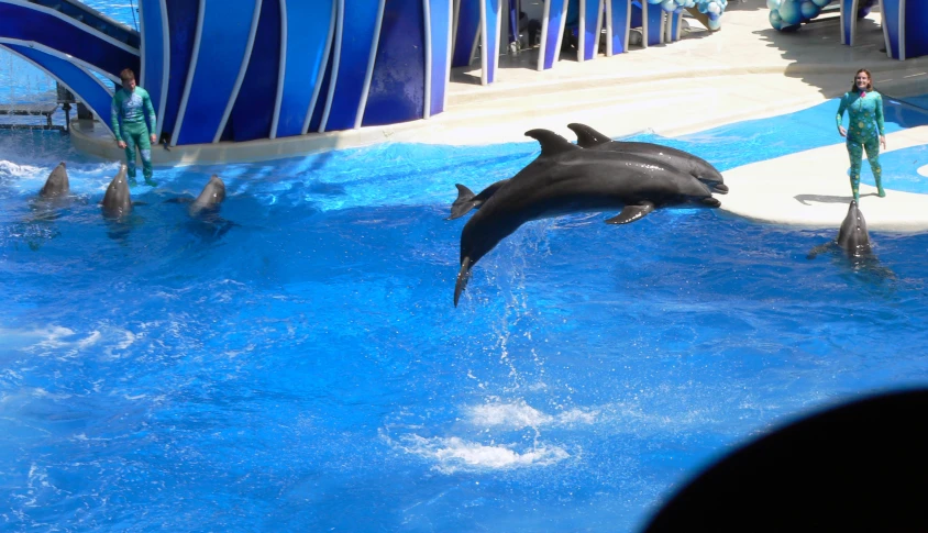 two people watching two dolphins jump in water