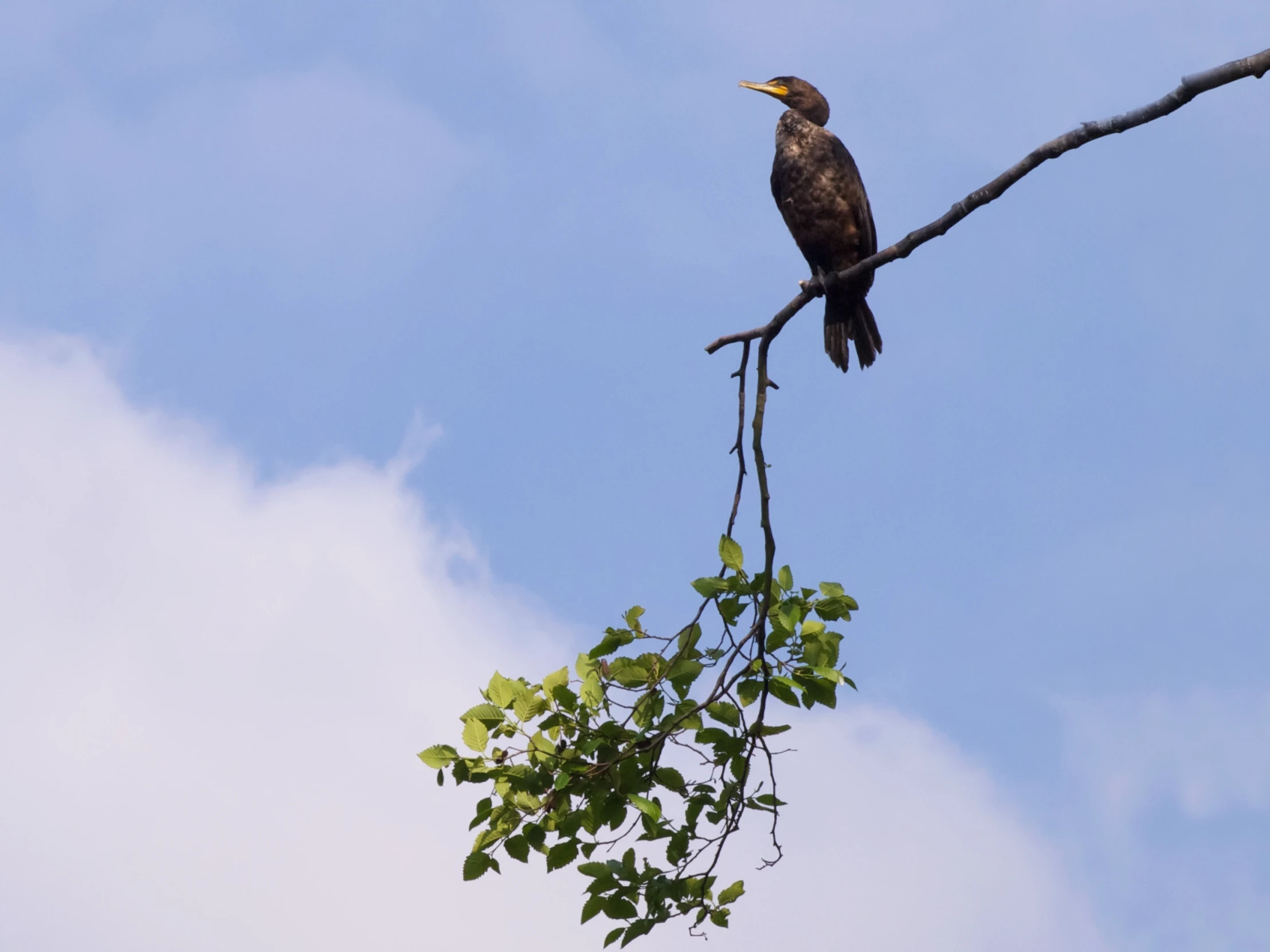 an eagle perched on top of a leafy tree