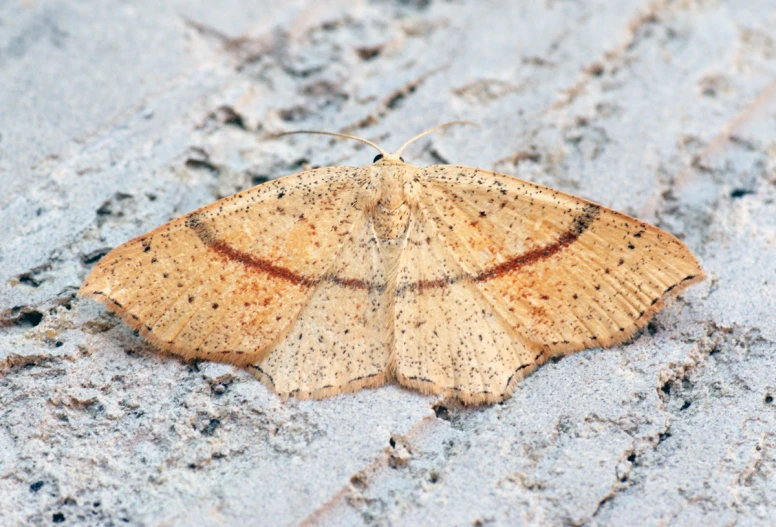 a close up of a brown and black moth on pavement