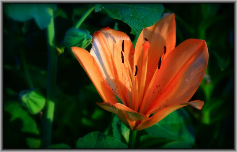 the orange flower has been opened in the sunshine