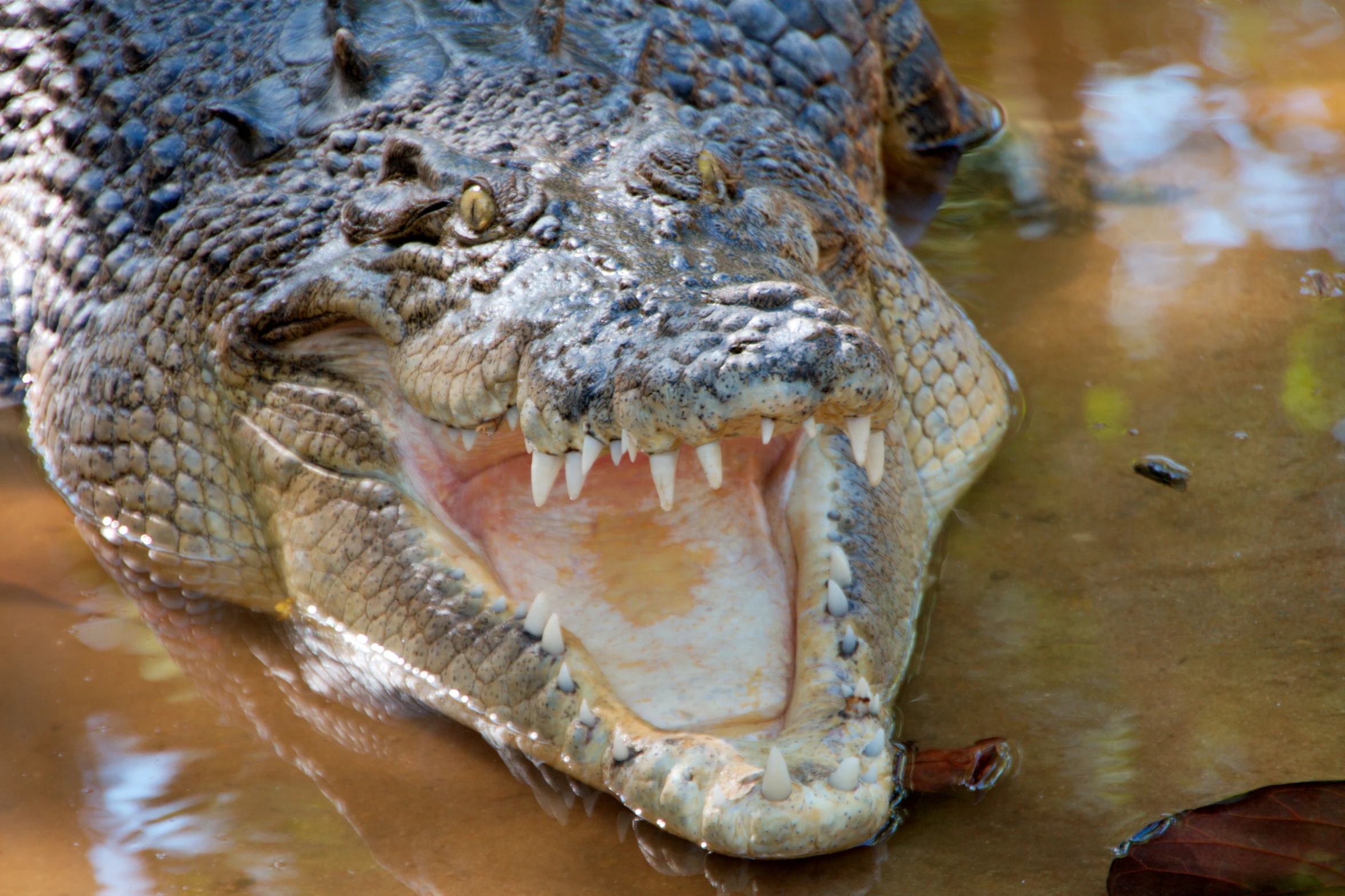 a large alligator laying on top of water