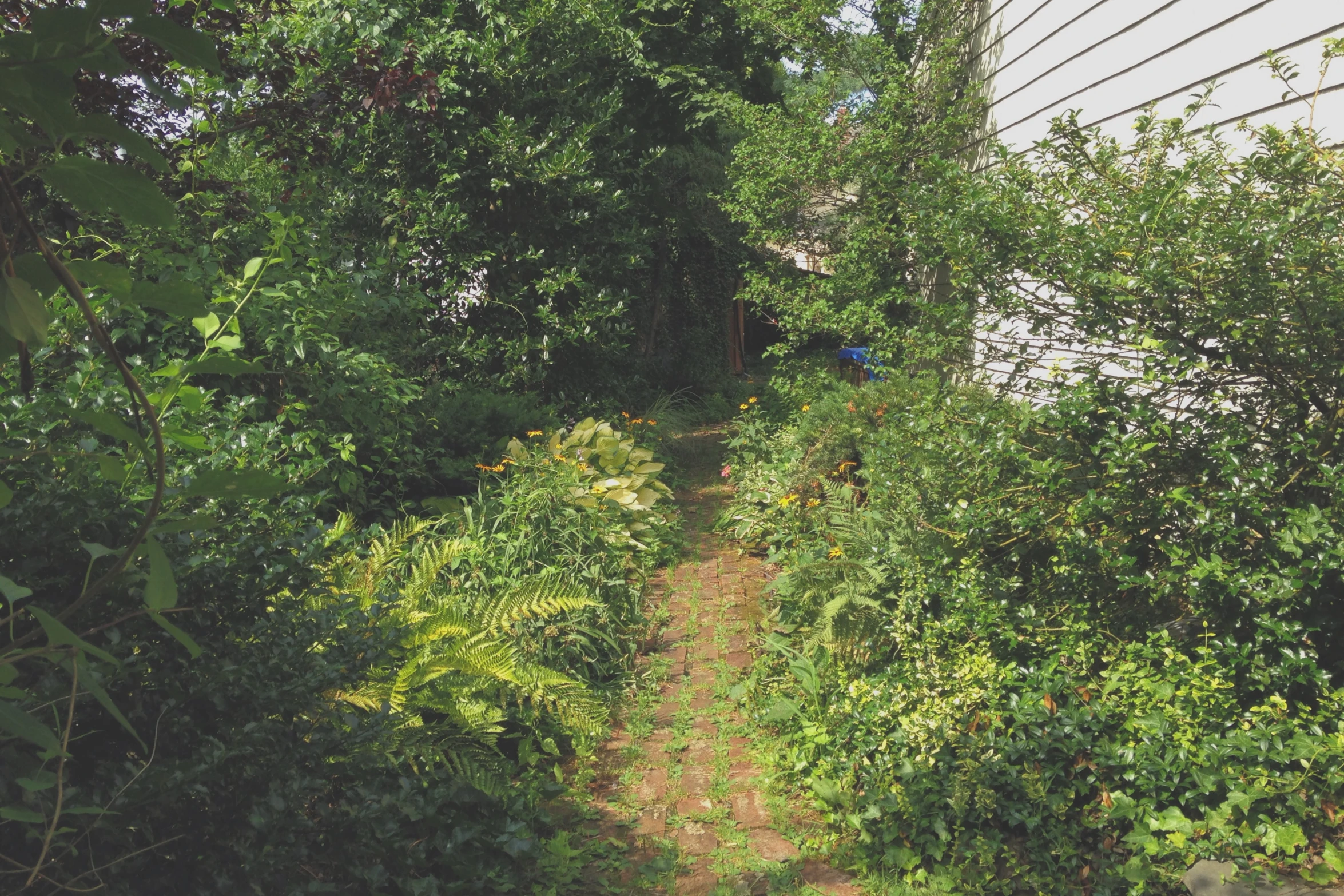 the trail in the woods is empty and green