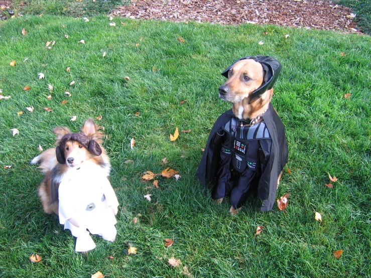 two brown and white dogs wearing helmets sitting on green grass