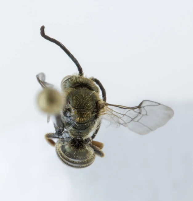 a very big cute bee flying by itself