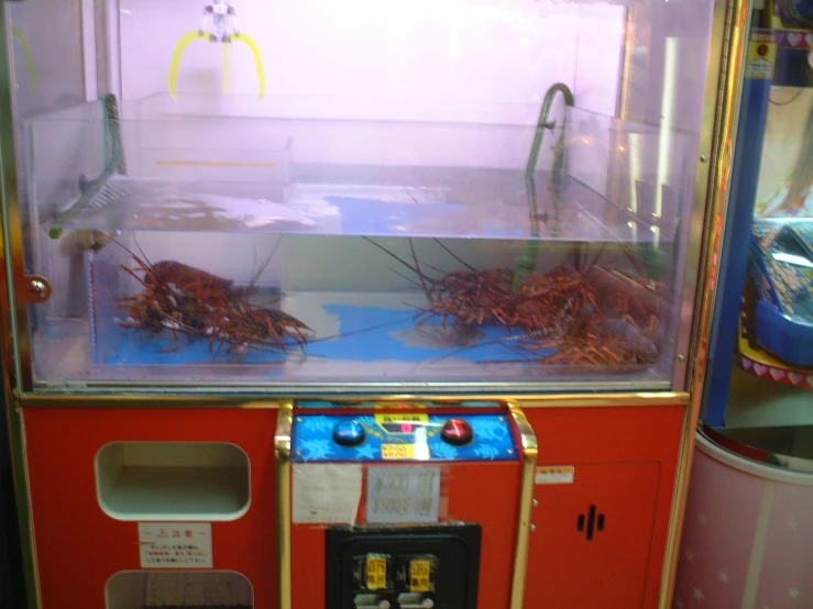 lobsters are shown in a water tank