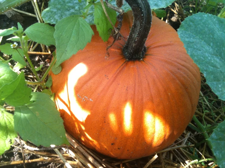 the small pumpkin has been placed on the ground