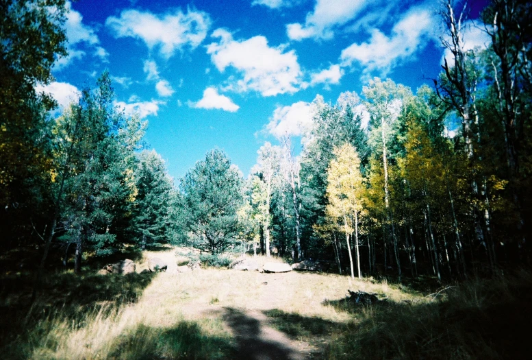 the sky is very clear and blue above some trees