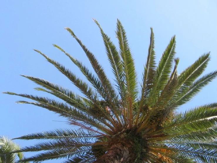 a tall palm tree in a clear blue sky