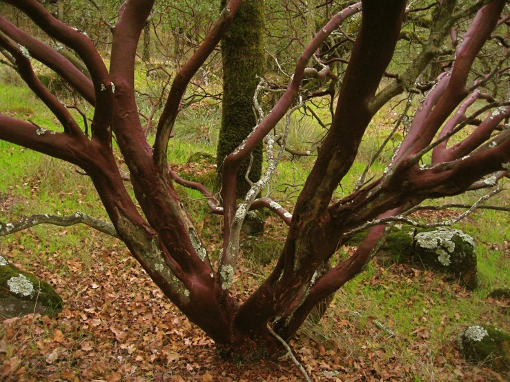 a bush in the middle of a forest filled with leaves